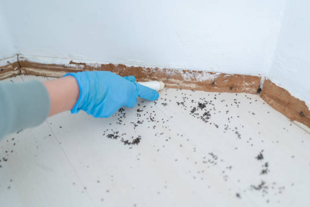 Best Affordable Pest Control Services  in Lely, FL